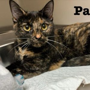 Patty Domestic Short Hair Cat