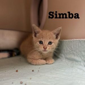 Simba Domestic Short Hair Cat