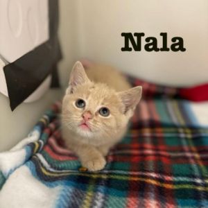 Nala Domestic Short Hair Cat