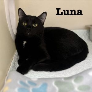 Luna Domestic Short Hair Cat