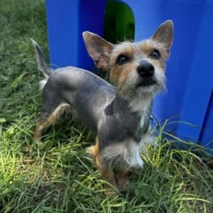 Chippy is 3-4 year old yorkie mix and weighs 10 pounds Chippy was found as a stray before being bro