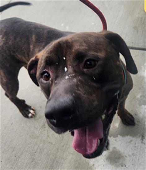 BROCK, an adoptable Pit Bull Terrier in Saginaw, MI, 48602 | Photo Image 1