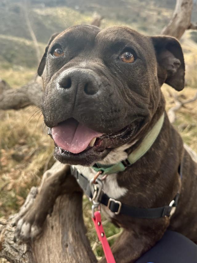 TITI, an adoptable Pit Bull Terrier, Mixed Breed in Santa Maria, CA, 93455 | Photo Image 1