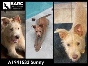 Sunny is a scruffy terrier and loves to play The good thing about scruffies is minimal shedding He