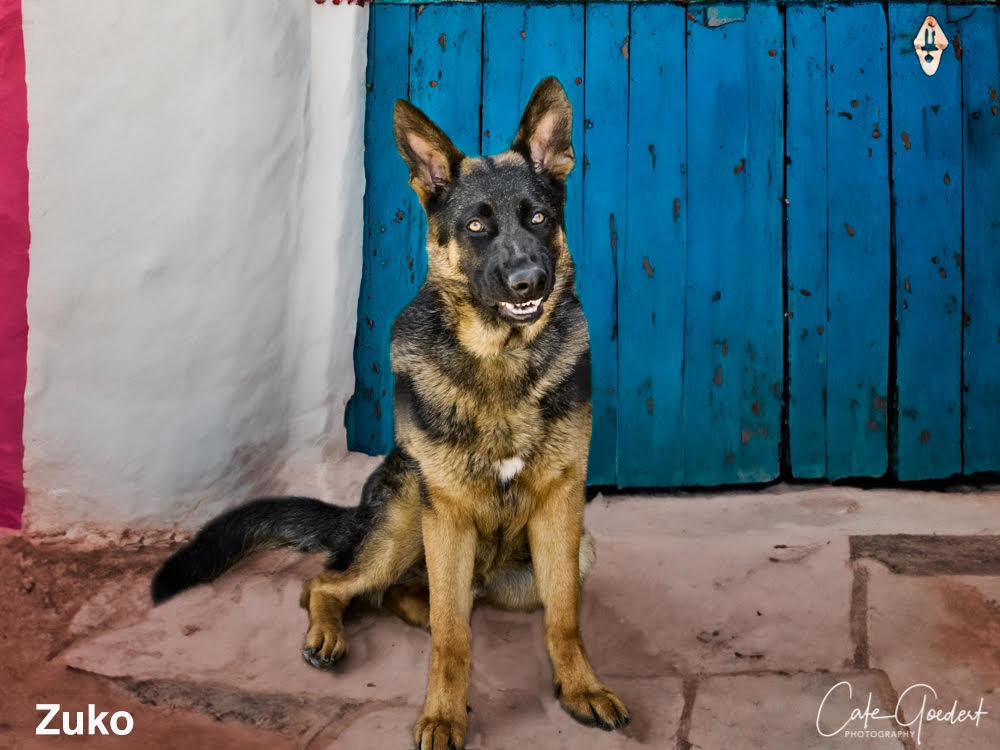 ZUKO, an adoptable Mixed Breed in Santa Fe, NM, 87507 | Photo Image 1