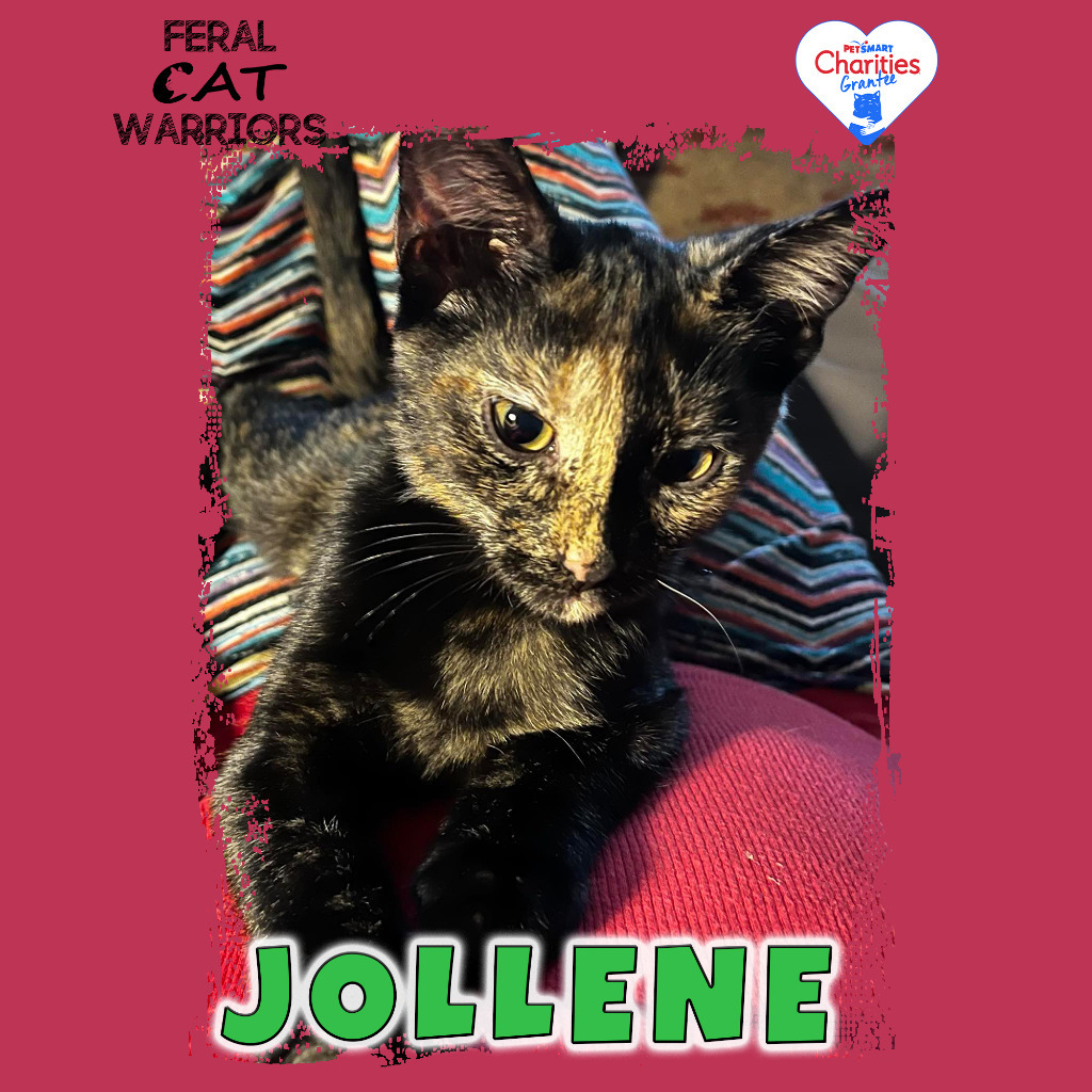 Jollene, an adoptable Domestic Short Hair in Kingman, AZ, 86401 | Photo Image 1