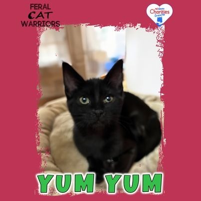 Yum Yum, an adoptable Domestic Short Hair in Kingman, AZ, 86401 | Photo Image 1