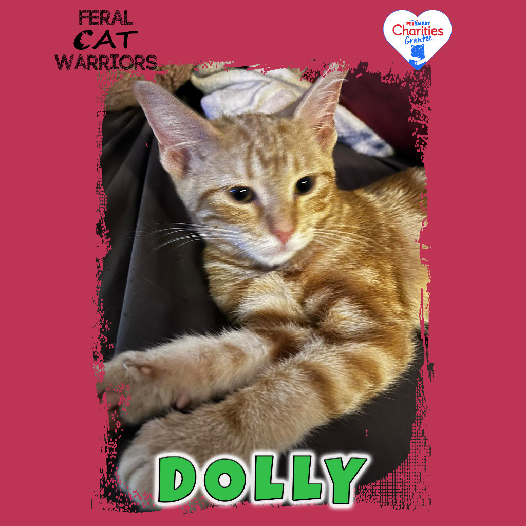 Dolly 2.0, an adoptable Domestic Short Hair in Kingman, AZ, 86401 | Photo Image 1