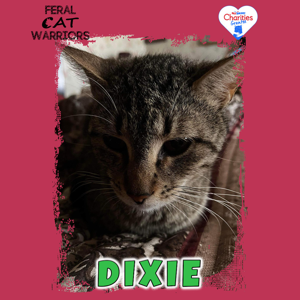 Dixie, an adoptable Domestic Short Hair in Kingman, AZ, 86401 | Photo Image 1