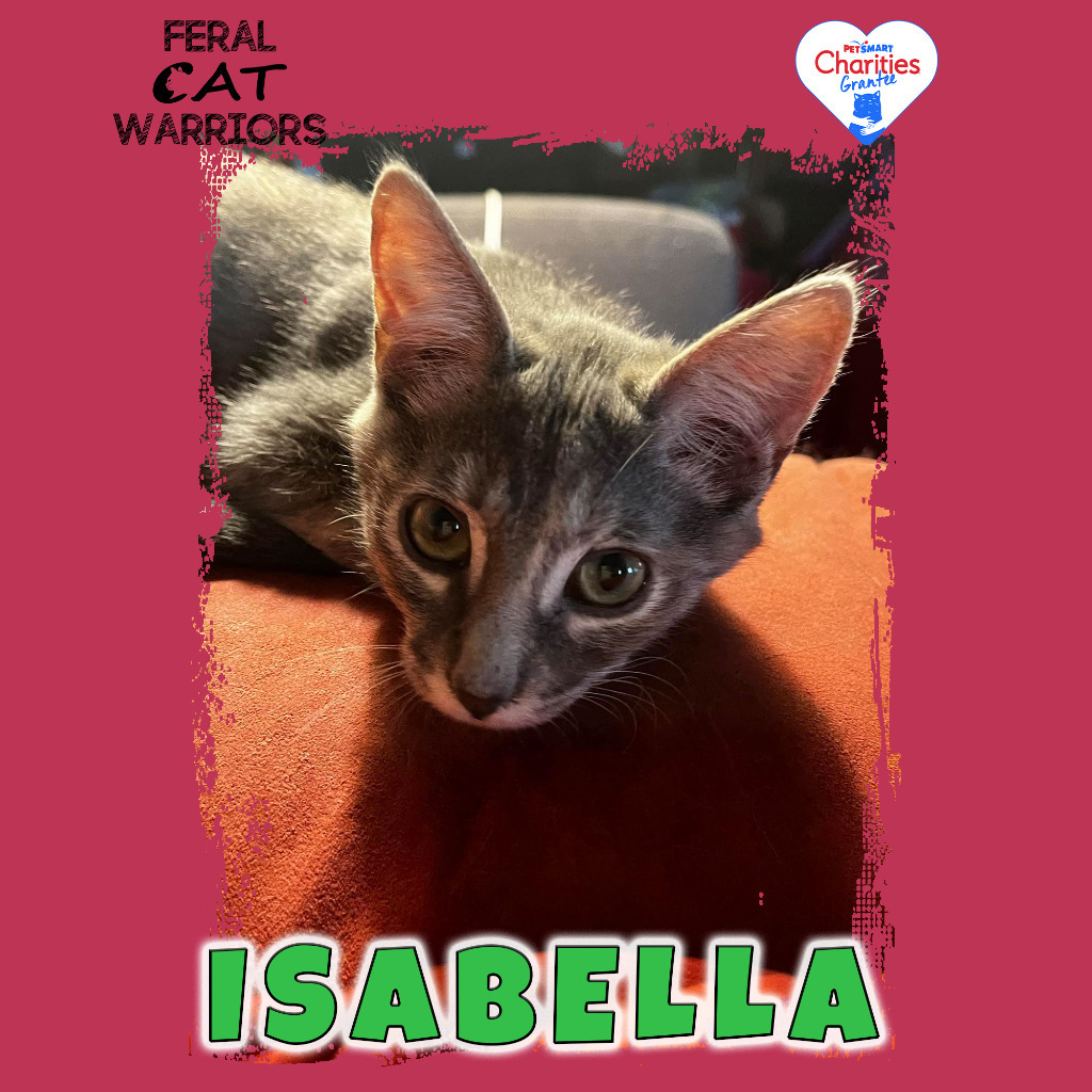 Isabella, an adoptable Domestic Short Hair in Kingman, AZ, 86401 | Photo Image 1