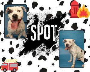 SPOT