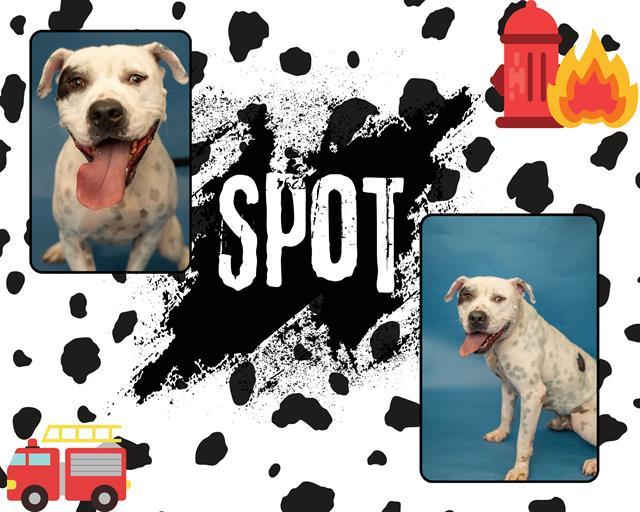 SPOT 1