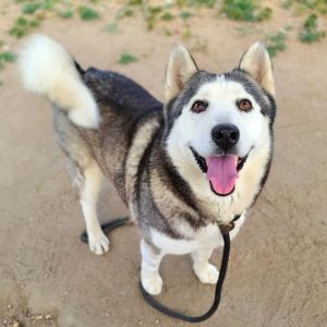 DUPREE Siberian Husky Dog