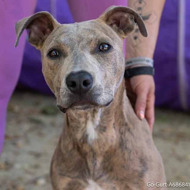 GO-GURT, an adoptable Pit Bull Terrier in Sacramento, CA, 95818 | Photo Image 1