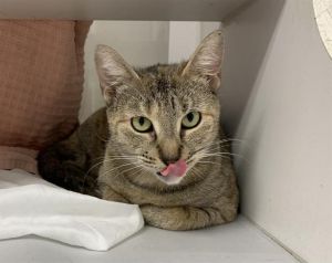 LUCY A2569317 - This fierce former mom arrived at the shelter nursing her litter of kittens All h