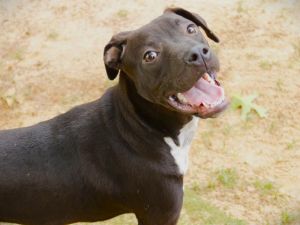 BASI Labrador Retriever Dog