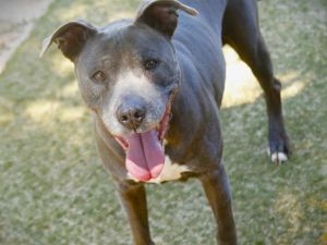 BLANCHE American Staffordshire Terrier Dog