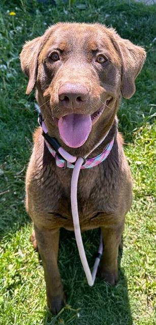 RUFUS, an adoptable Labrador Retriever in Ogden, UT, 84404 | Photo Image 1