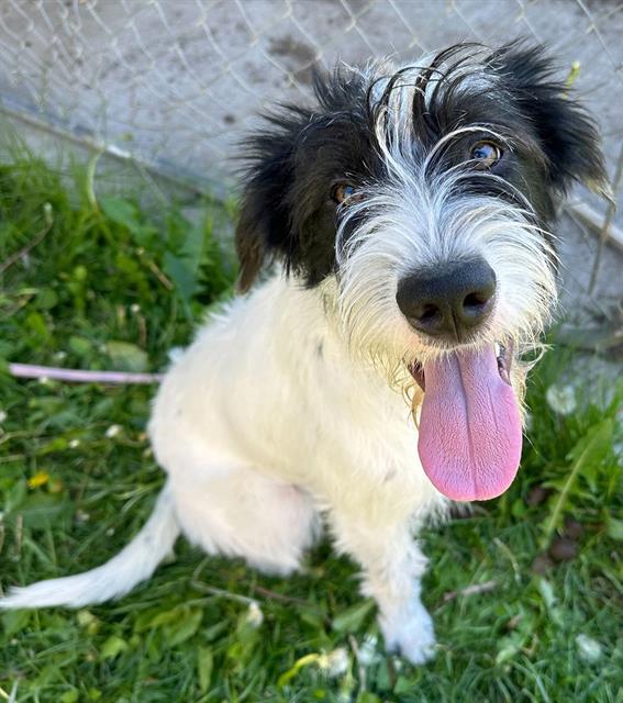 KIRA, an adoptable Pointer in Ogden, UT, 84404 | Photo Image 1