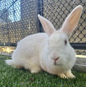 Snow White is a beautiful princess of a bun whos looking for her happily ever a