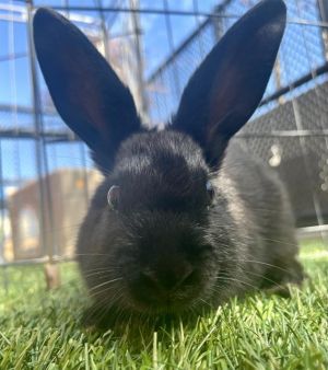 Pearl is a gem of a young bun girl so petite and sweet This glossy black jewel is curious to