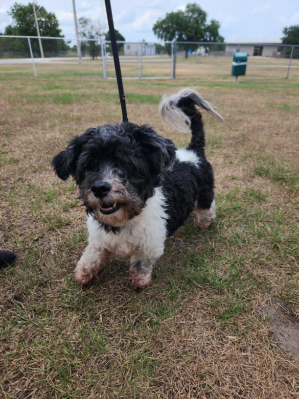 CINCY, an adoptable Havanese in Vero Beach, FL, 32967 | Photo Image 1