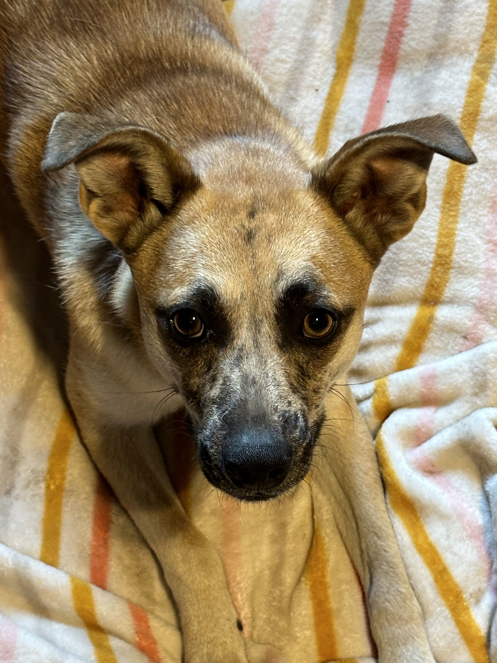 Winnie, an adoptable Cattle Dog in Polson, MT, 59860 | Photo Image 1