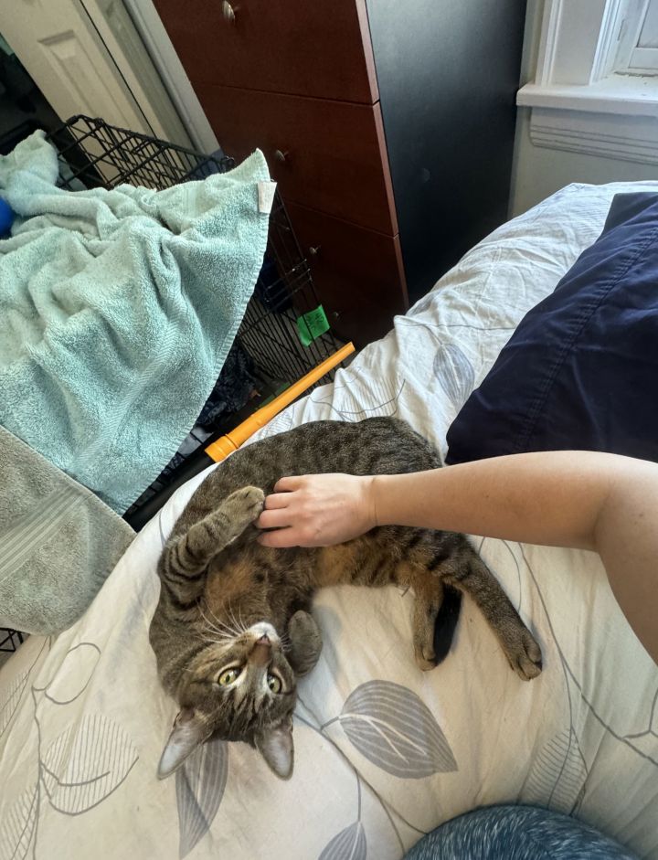 OLLIE (BONDED WITH ALVIE) 1