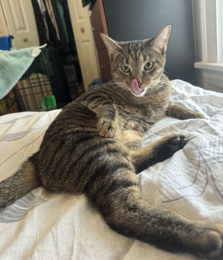 OLLIE (BONDED WITH ALVIE) 2
