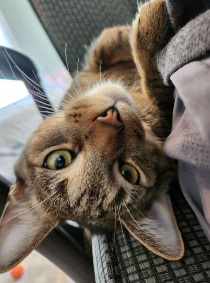 OLLIE (BONDED WITH ALVIE) 3