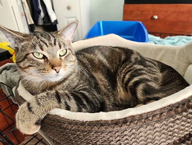 ALVIE (BONDED WITH OLLIE)