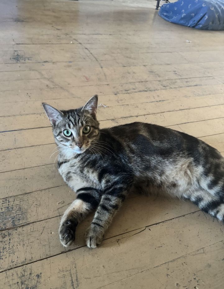 ALVIE (BONDED WITH OLLIE) 2