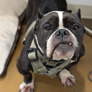 Tootsie 05-1622