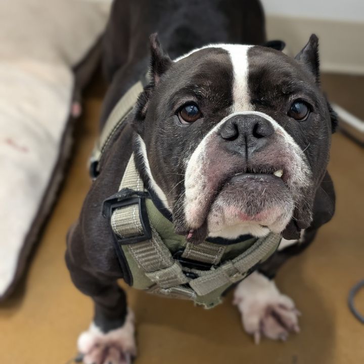 Tootsie 05-1622 1