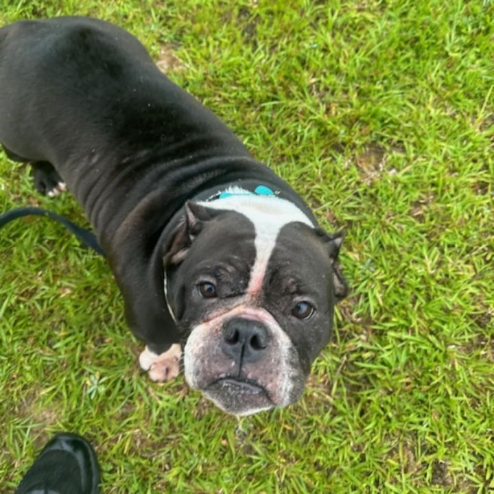 Tootsie 05-1622 2