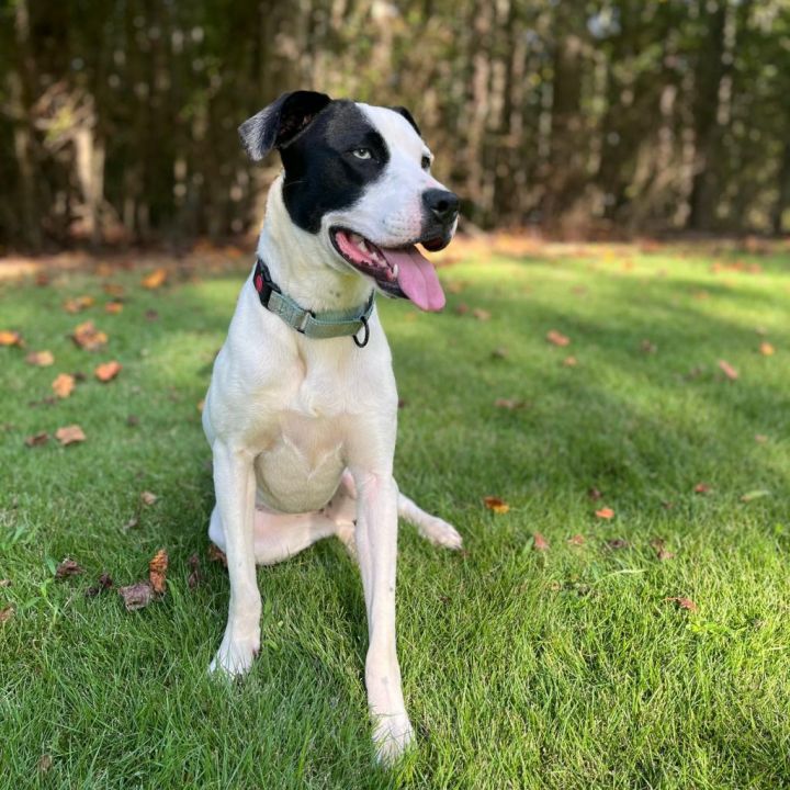 Dog for adoption - Trisha 06-1013, a Catahoula Leopard Dog & Jack ...