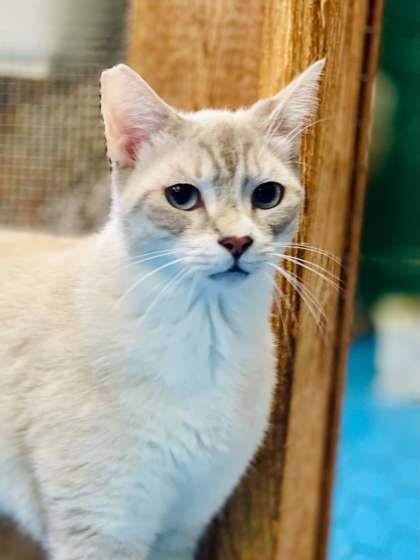 Newton(Foster Needed)