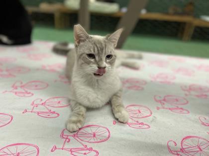 Newton(Foster Needed)