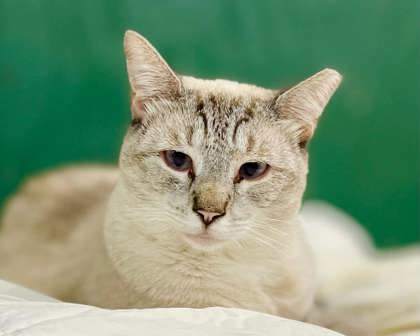 Newton(Foster Needed), an adoptable Siamese, Domestic Short Hair in River Ridge, LA, 70123 | Photo Image 4