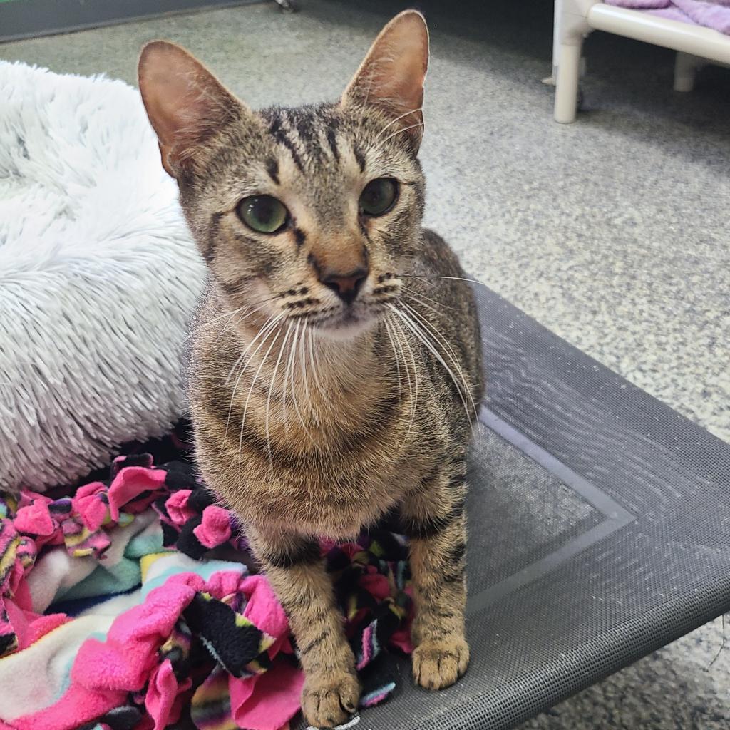 Mama Shana Houston, an adoptable Domestic Short Hair in Denver, CO, 80223 | Photo Image 1