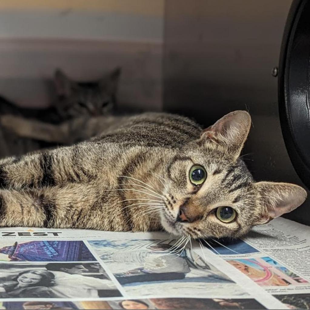 Mama Shana Houston, an adoptable Domestic Short Hair in Denver, CO, 80223 | Photo Image 2