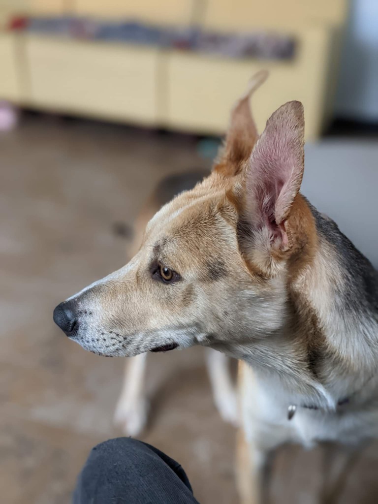Winston, an adoptable Husky, German Shepherd Dog in Ashland, WI, 54806 | Photo Image 2