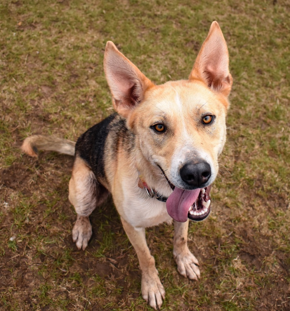 Winston, an adoptable Husky, German Shepherd Dog in Ashland, WI, 54806 | Photo Image 4