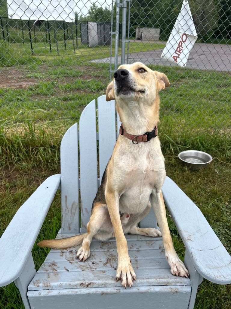 Winston, an adoptable Husky, German Shepherd Dog in Ashland, WI, 54806 | Photo Image 6