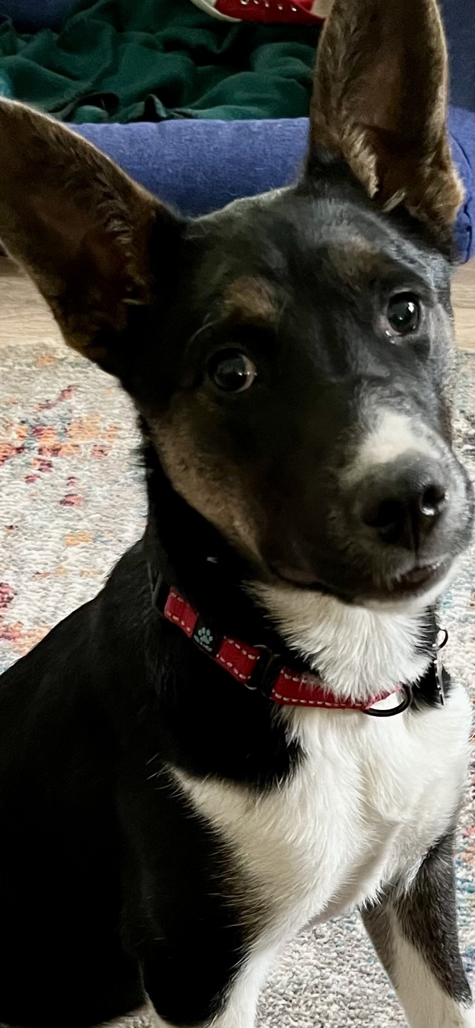 Tonnie, an adoptable Australian Kelpie, Border Collie in Twin Falls, ID, 83301 | Photo Image 1