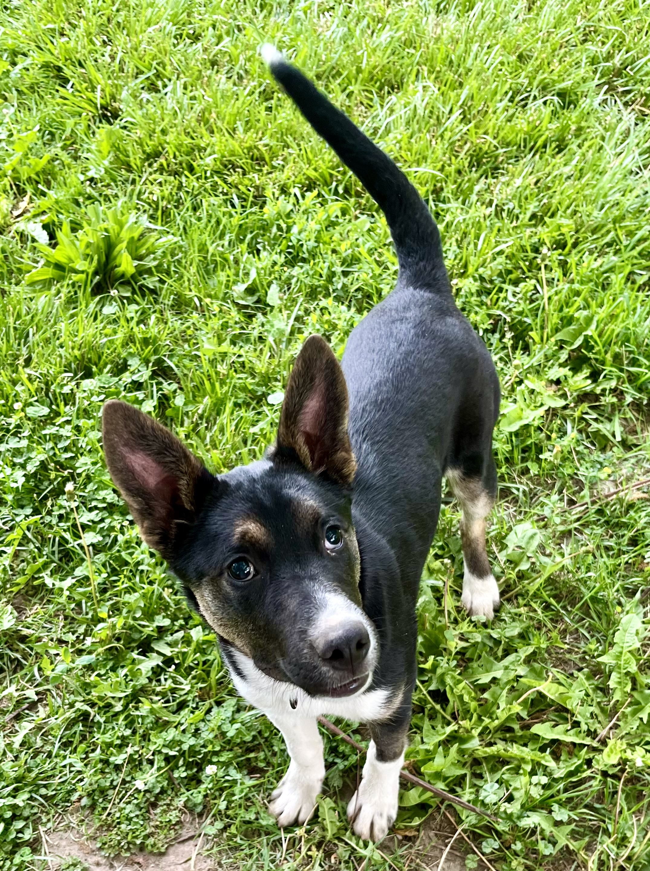 Tonnie, an adoptable Australian Kelpie, Border Collie in Twin Falls, ID, 83301 | Photo Image 2