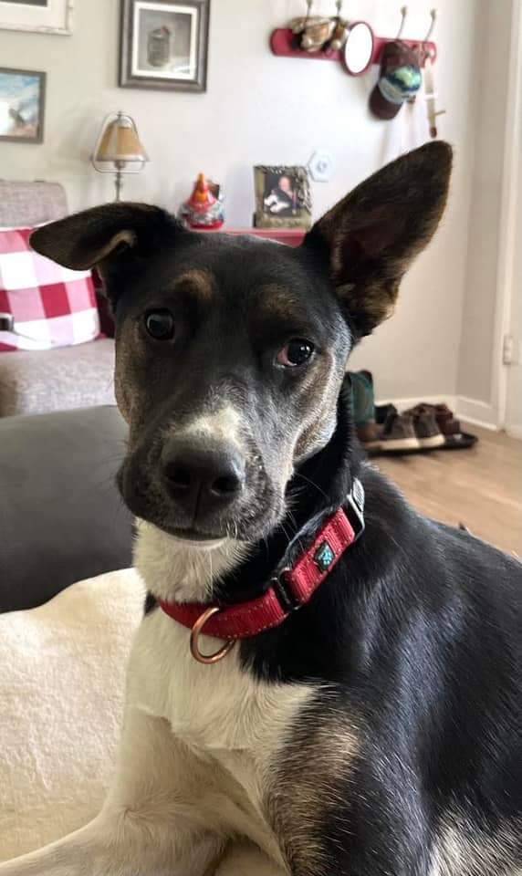 Tonnie, an adoptable Australian Kelpie, Border Collie in Twin Falls, ID, 83301 | Photo Image 2
