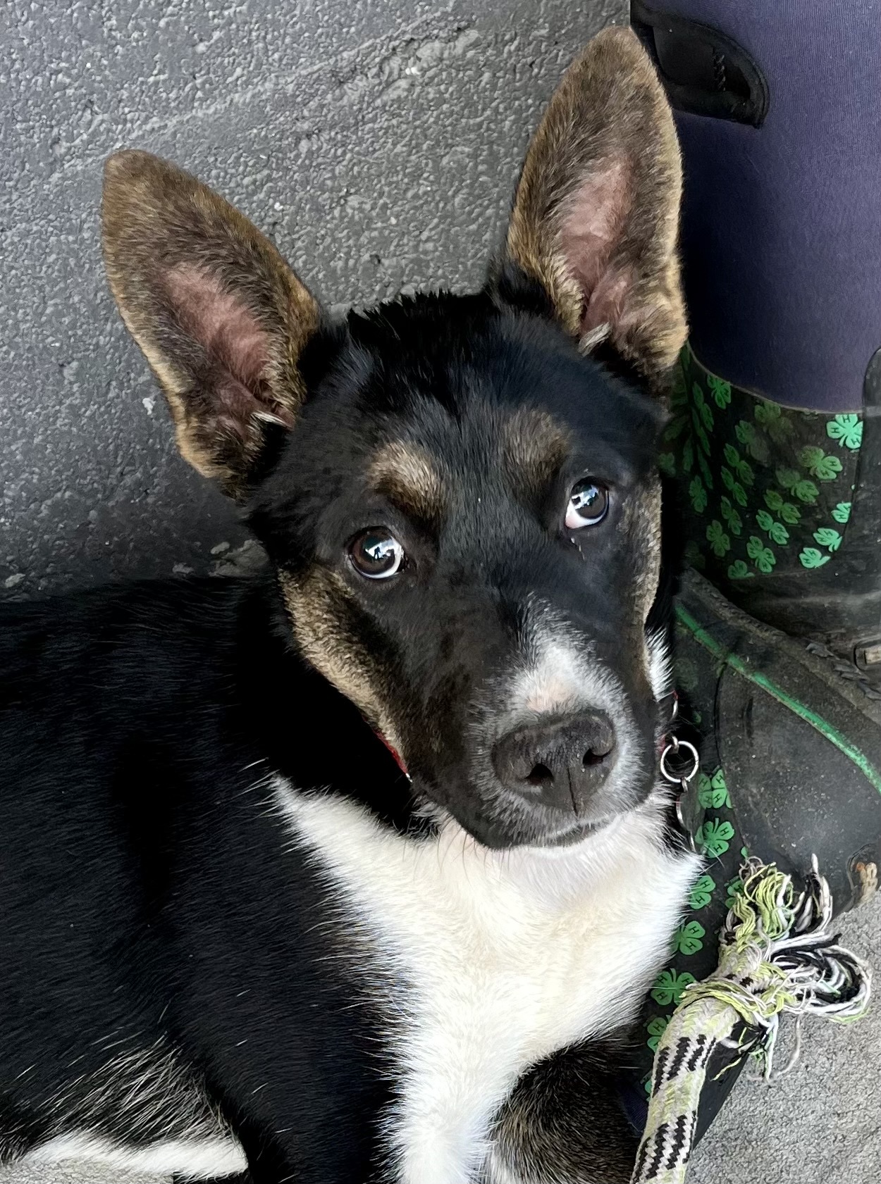 Tonnie, an adoptable Australian Kelpie, Border Collie in Twin Falls, ID, 83301 | Photo Image 3