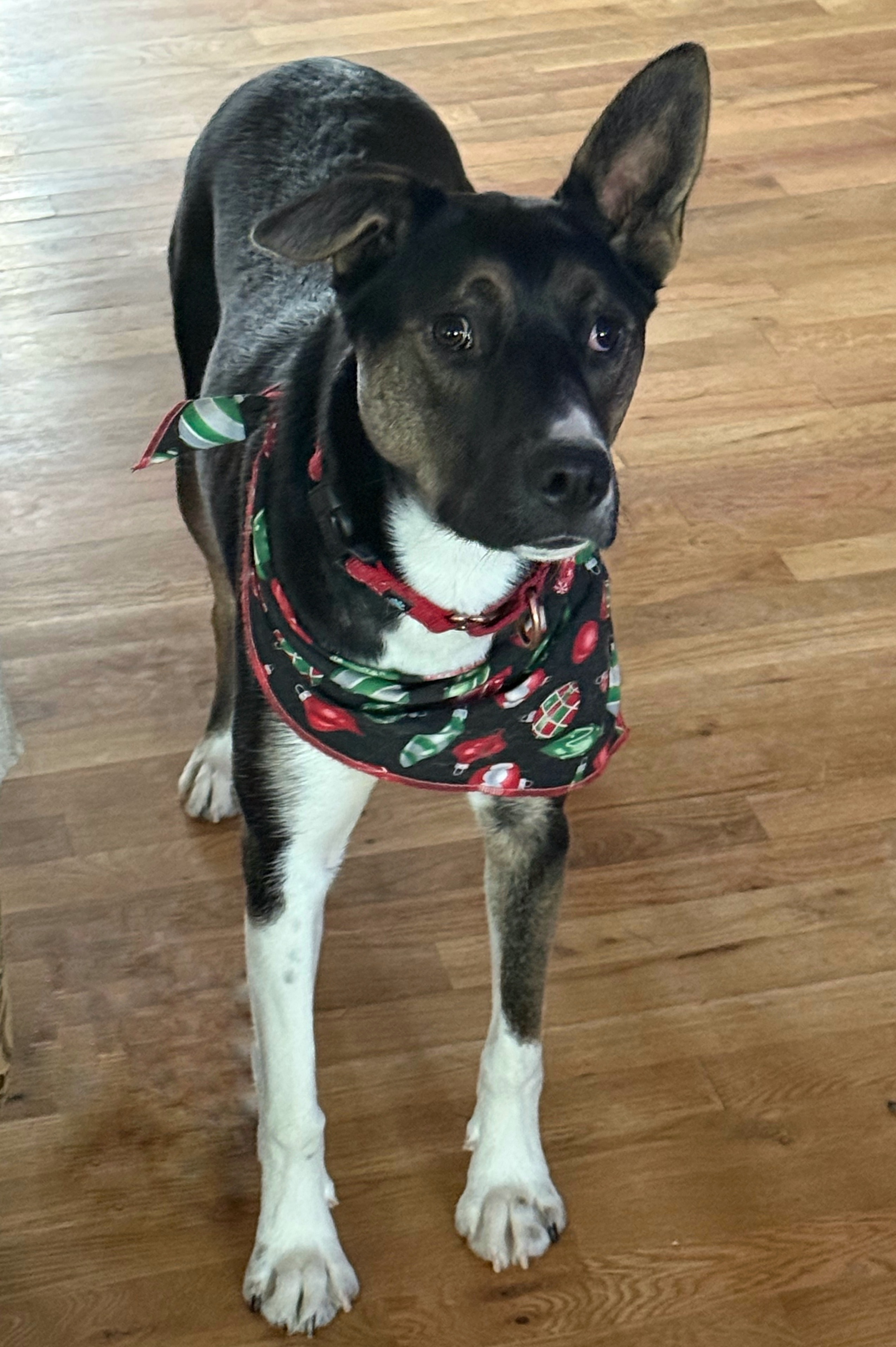 Tonnie, an adoptable Australian Kelpie, Border Collie in Twin Falls, ID, 83301 | Photo Image 3