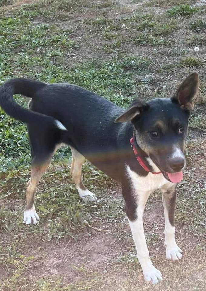 Tonnie, an adoptable Australian Kelpie, Border Collie in Twin Falls, ID, 83301 | Photo Image 4